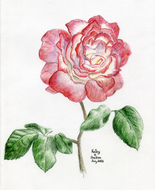 Artwork - Kelby Shelton - The Flower (Colored pencil)
